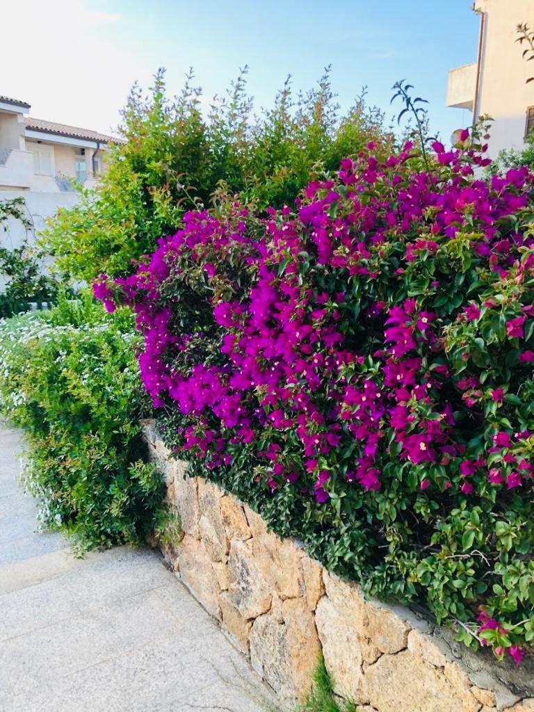 Lotus Wellness Apartment - Resort Ginestre - Palau - Sardinia エクステリア 写真